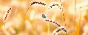 Preview wallpaper flowers, grass, butterfly