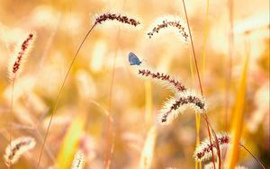 Preview wallpaper flowers, grass, butterfly