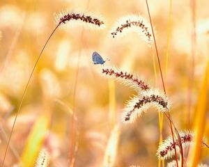 Preview wallpaper flowers, grass, butterfly