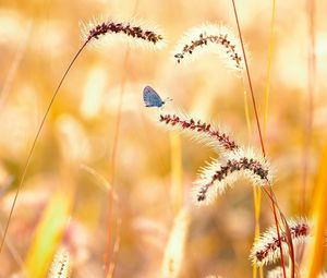 Preview wallpaper flowers, grass, butterfly