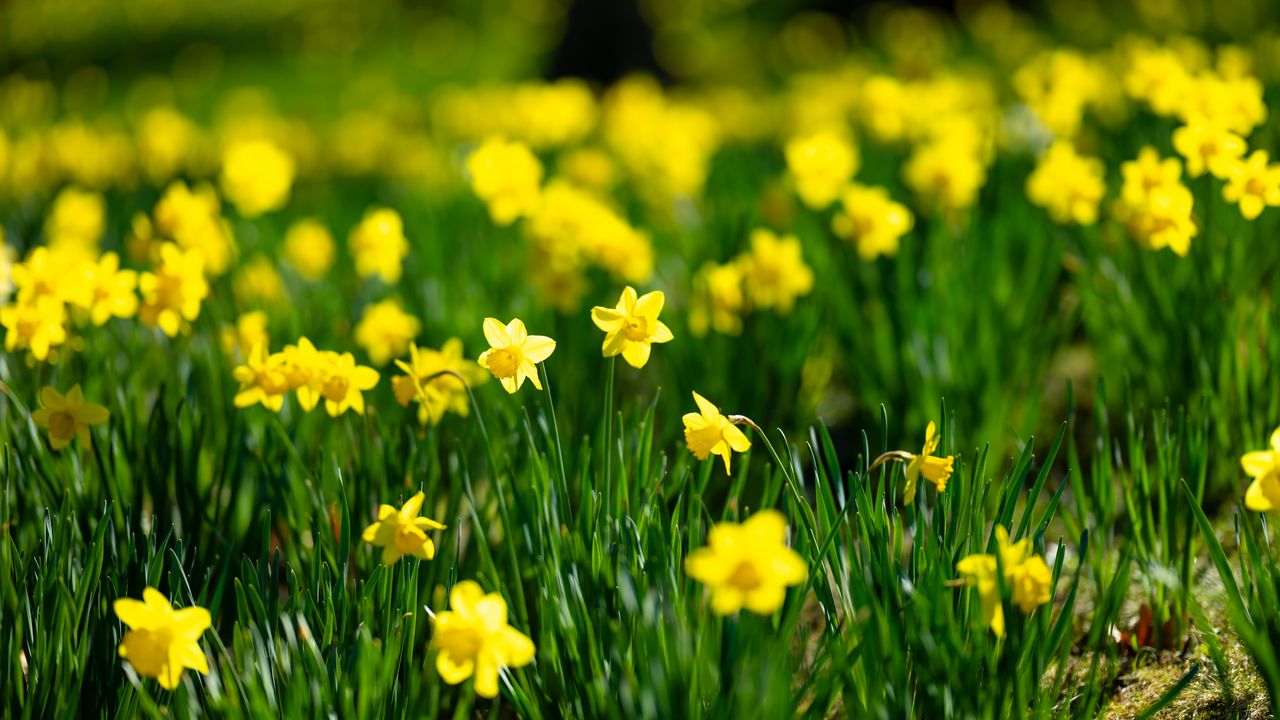 Wallpaper flowers, grass, daffodils, green, yellow