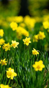 Preview wallpaper flowers, grass, daffodils, green, yellow