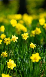 Preview wallpaper flowers, grass, daffodils, green, yellow