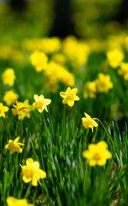 Preview wallpaper flowers, grass, daffodils, green, yellow