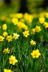 Preview wallpaper flowers, grass, daffodils, green, yellow