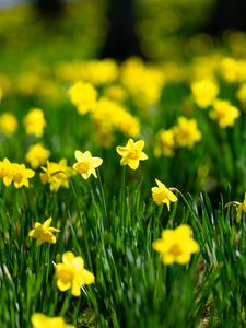 Preview wallpaper flowers, grass, daffodils, green, yellow