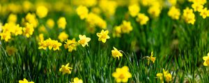 Preview wallpaper flowers, grass, daffodils, green, yellow