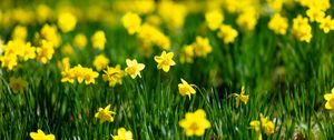 Preview wallpaper flowers, grass, daffodils, green, yellow