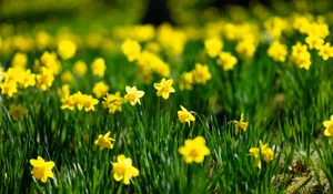 Preview wallpaper flowers, grass, daffodils, green, yellow