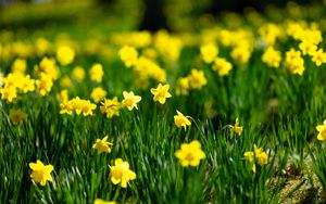 Preview wallpaper flowers, grass, daffodils, green, yellow