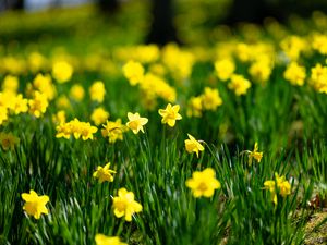 Preview wallpaper flowers, grass, daffodils, green, yellow