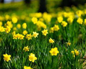 Preview wallpaper flowers, grass, daffodils, green, yellow