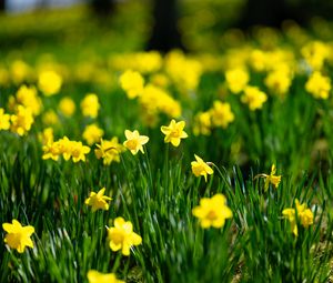 Preview wallpaper flowers, grass, daffodils, green, yellow