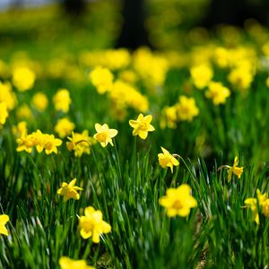 Preview wallpaper flowers, grass, daffodils, green, yellow