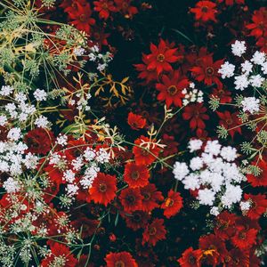 Preview wallpaper flowers, grass, decoration