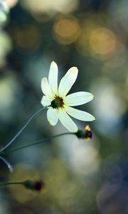 Preview wallpaper flowers, grass, faded, dull