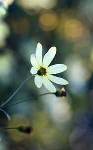 Preview wallpaper flowers, grass, faded, dull