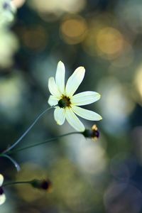 Preview wallpaper flowers, grass, faded, dull