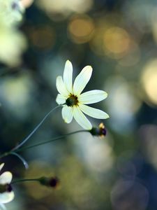 Preview wallpaper flowers, grass, faded, dull