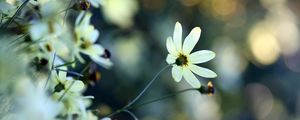 Preview wallpaper flowers, grass, faded, dull