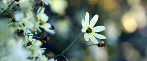 Preview wallpaper flowers, grass, faded, dull