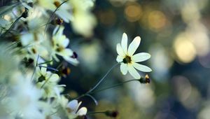 Preview wallpaper flowers, grass, faded, dull