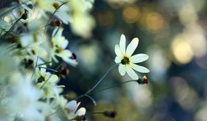 Preview wallpaper flowers, grass, faded, dull