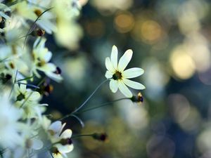 Preview wallpaper flowers, grass, faded, dull