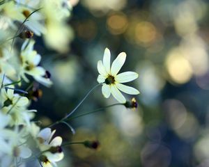 Preview wallpaper flowers, grass, faded, dull