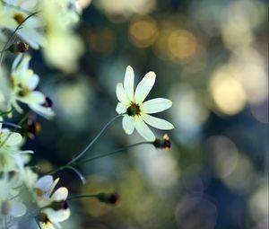 Preview wallpaper flowers, grass, faded, dull