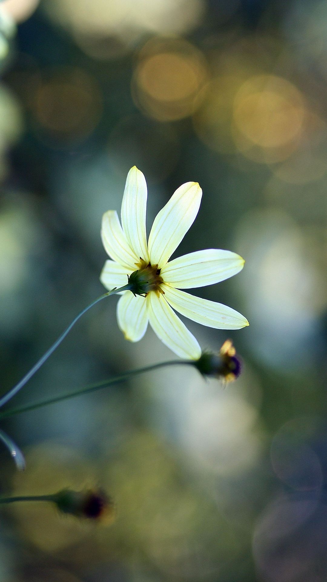 download-wallpaper-1080x1920-flowers-grass-faded-dull-samsung-galaxy