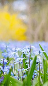 Preview wallpaper flowers, grass, field, motion blur