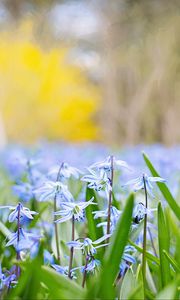 Preview wallpaper flowers, grass, field, motion blur