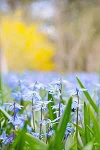 Preview wallpaper flowers, grass, field, motion blur