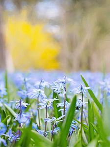 Preview wallpaper flowers, grass, field, motion blur