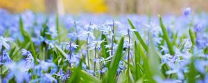 Preview wallpaper flowers, grass, field, motion blur