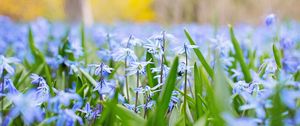 Preview wallpaper flowers, grass, field, motion blur