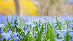 Preview wallpaper flowers, grass, field, motion blur