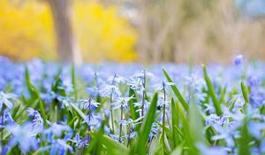 Preview wallpaper flowers, grass, field, motion blur