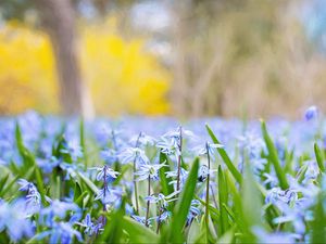 Preview wallpaper flowers, grass, field, motion blur