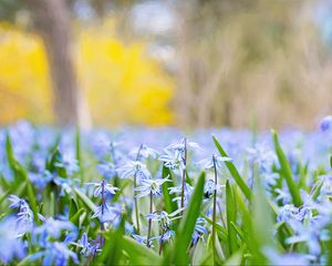 Preview wallpaper flowers, grass, field, motion blur