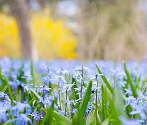 Preview wallpaper flowers, grass, field, motion blur