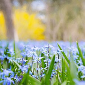 Preview wallpaper flowers, grass, field, motion blur