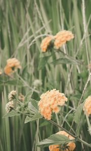 Preview wallpaper flowers, grass, field