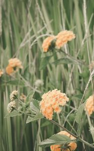 Preview wallpaper flowers, grass, field