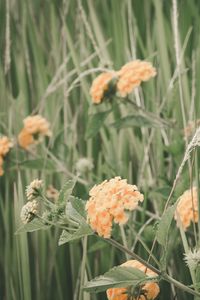 Preview wallpaper flowers, grass, field