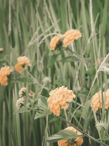 Preview wallpaper flowers, grass, field