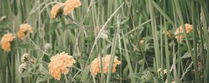 Preview wallpaper flowers, grass, field
