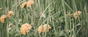 Preview wallpaper flowers, grass, field