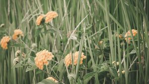 Preview wallpaper flowers, grass, field